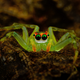 Illustration for article titled Staring at these spiders straight in the eyes is sucking my soul away
